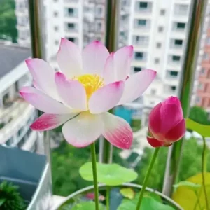 The Sacred Bonsai Bowl Lotus Flower Seed