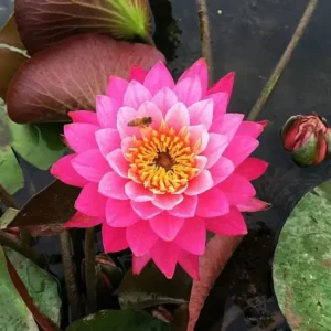 The Sacred Bonsai Bowl Lotus Flower Seed