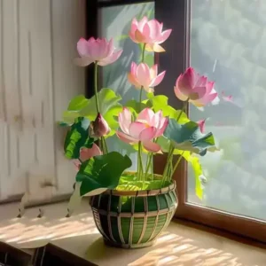 The Sacred Bonsai Bowl Lotus Flower Seed