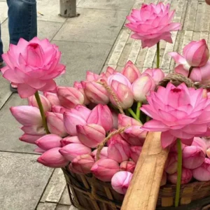 The Sacred Bonsai Bowl Lotus Flower Seed